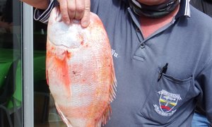 Omgekrapte see - Goeie vangstes